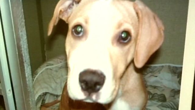 Vets Rescue Severely Abused Puppy 