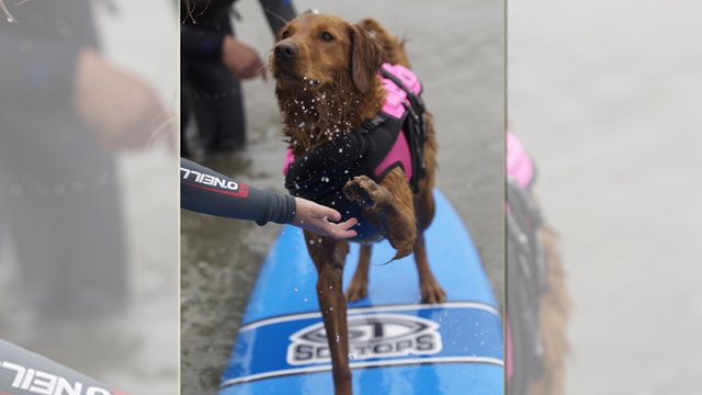 Surfing Therapy Dog
