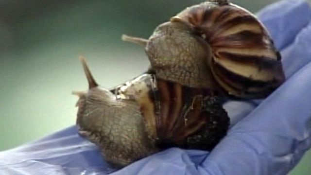 Scientists Work to Wipe Out African Snails in Florida