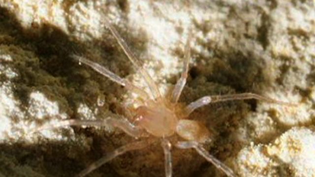 Rare Spider Halts $15M Highway Project in TX