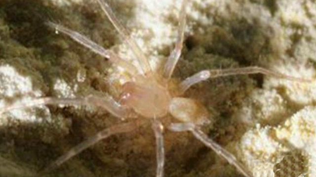 Rare spider puts $15 million highway project on hold