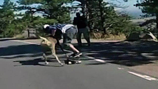 Skateboarder Hits Deer During Downhill Race