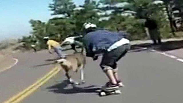 Downhill skater slams into deer