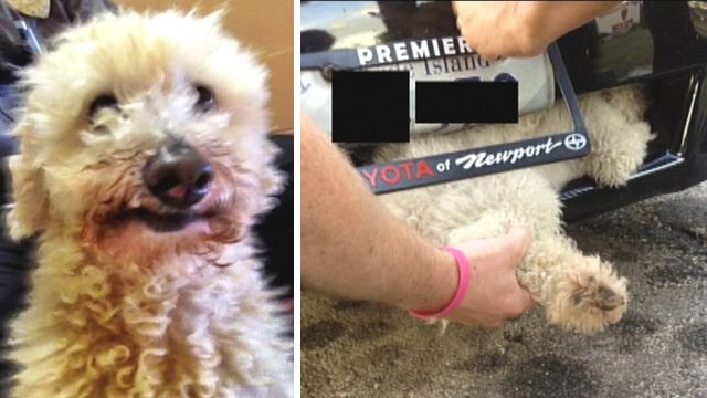 Plucky pooch survives 11-mile ride stuck in car's grill
