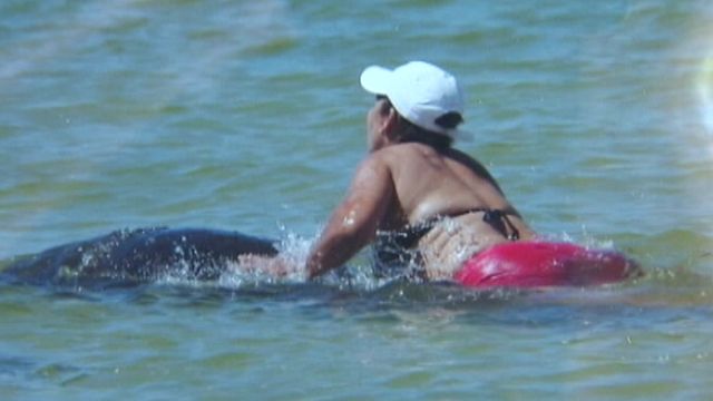 Manatee abuse leads to search for sea cow harasser