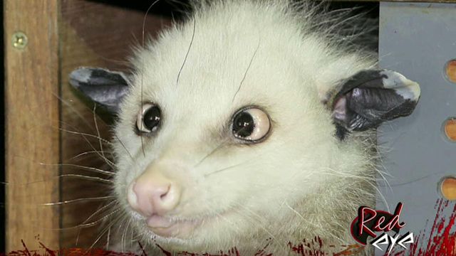 RIP Heidi the Cross-Eyed Possum