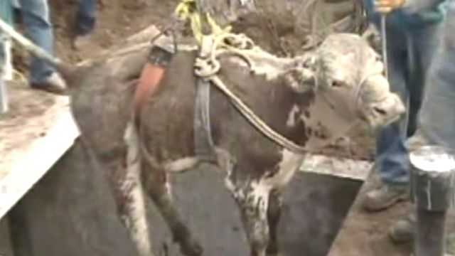 Bull Rescued from Sewer in Chile