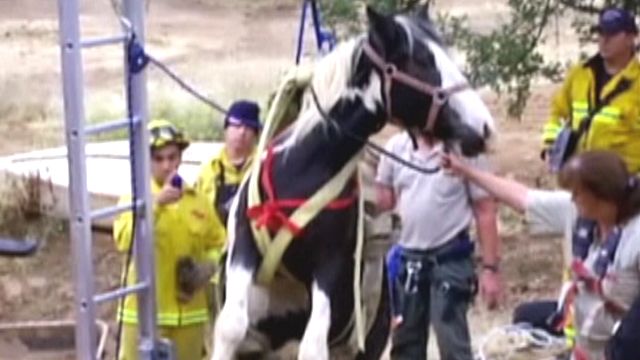 Dramatic Horse Rescue in California