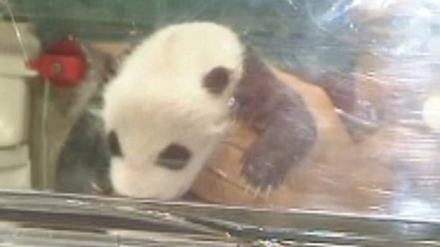 Baby Pandas Unveiled in Spain