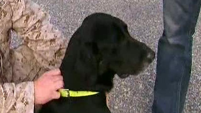 Dogs Critical to Afghan Mission 