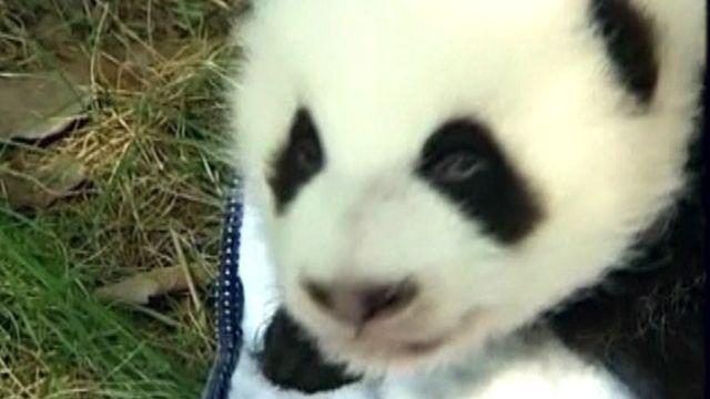 Baby Pandas Make Zoo Debut