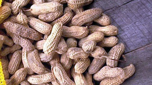 New Treatment for Peanut Allergy?