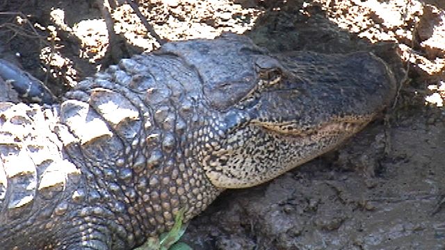 Alligator hunting gone wild, thanks to reality TV shows