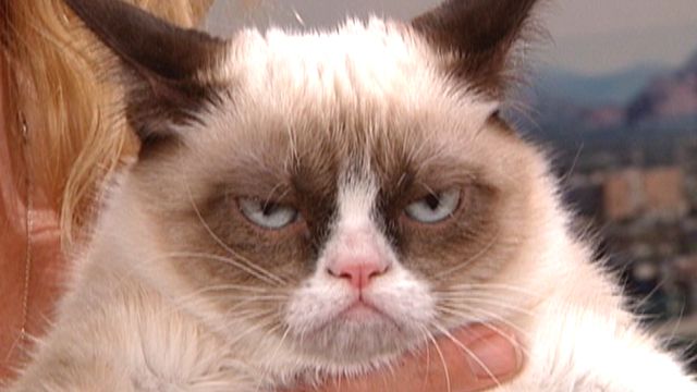 Grumpy cat becomes Internet sensation