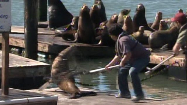 Rescuers save sea lion tangled in debris