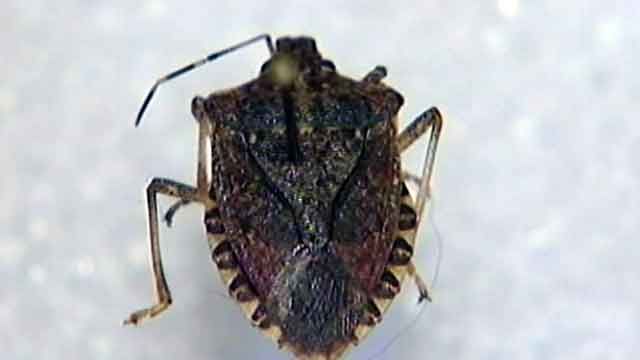 Stink bugs swarm several New Hampshire towns