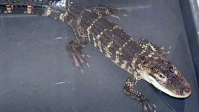 Alligator spotted outside New York restaurant
