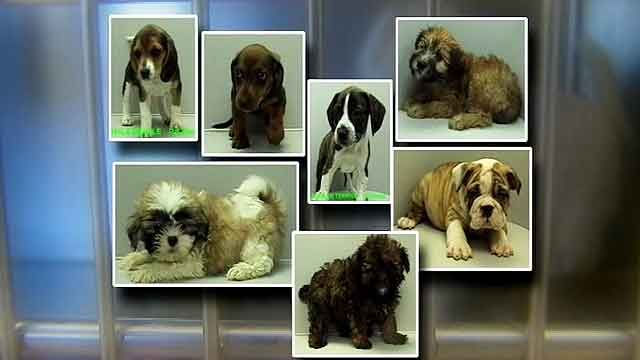 Puppies stolen from pet store in Texas