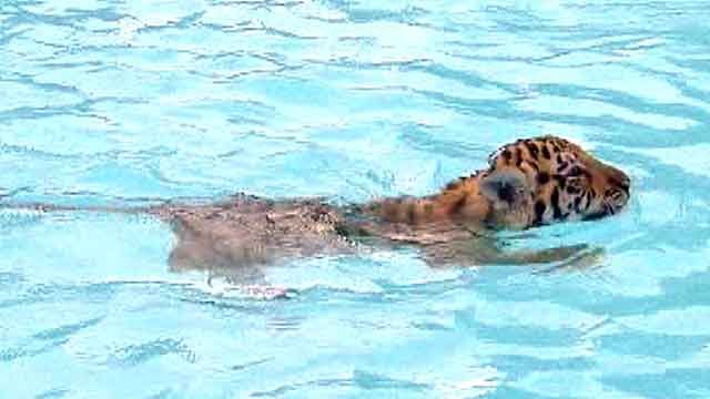 Swimming with tiger cubs in Florida