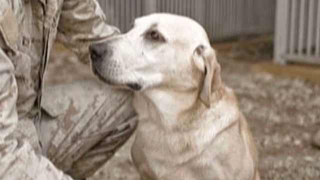 Dog of War Adopted by Parents of Fallen Marine 