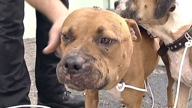 Two Abandoned, Abused Dogs Found