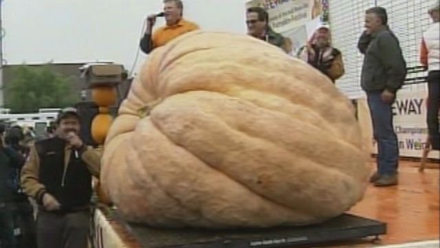 Giant Pumpkin Competition