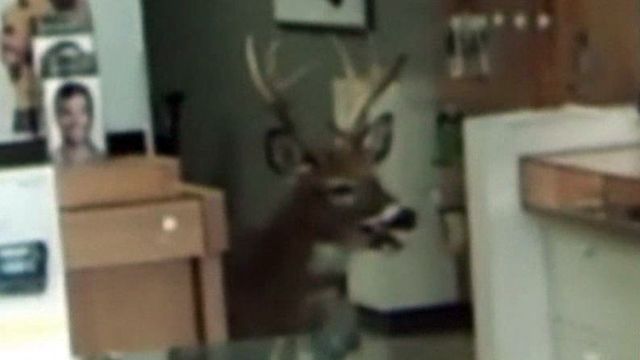 Across America: Deer Visits Cell Phone Store