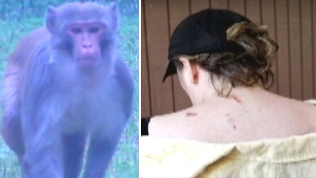 Monkey on the loose bites Florida woman