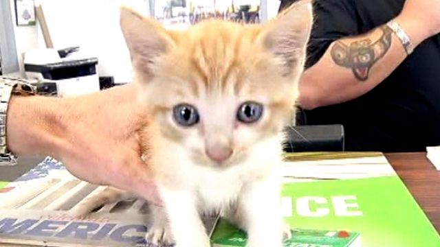 Kitten rescued from inside car’s axel