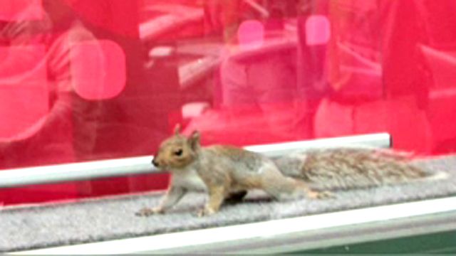 How Much Is That Squirrel in the Window?