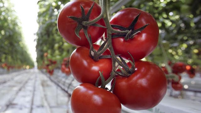 Study: Tomato compound helps cut risk of stroke