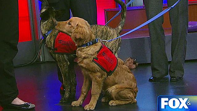 Super search and rescue dogs
