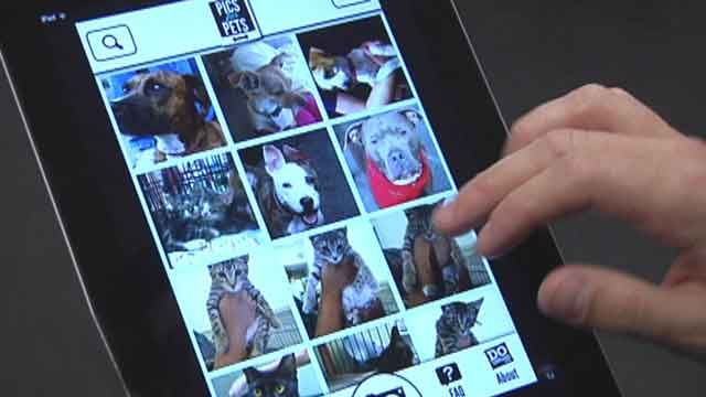 Purr-fect ‘Pic for Pets’ app helps increase animal adoption