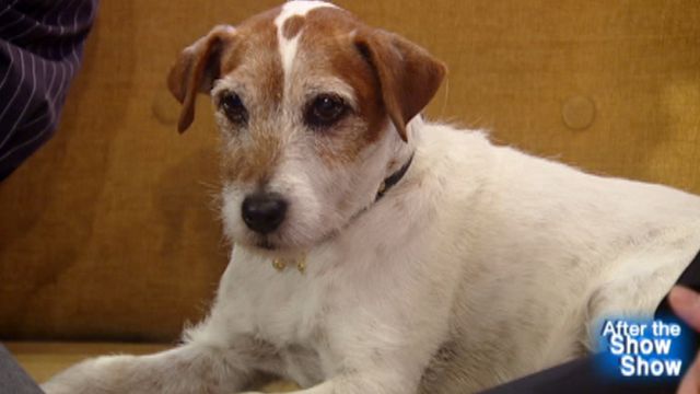 After the Show Show: Uggie