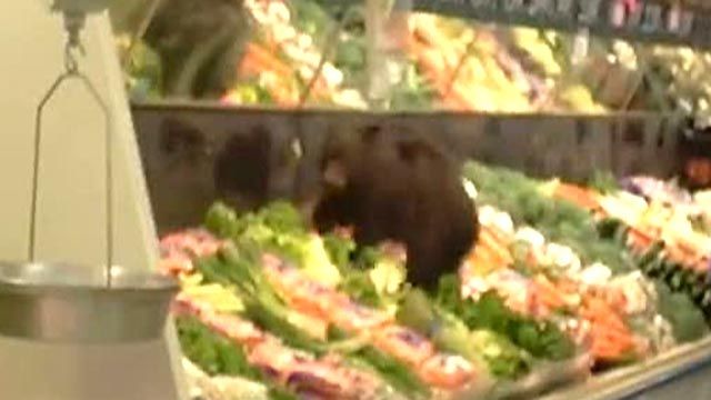 Bear Cub Roams Produce Aisle of Alaska Supermarket