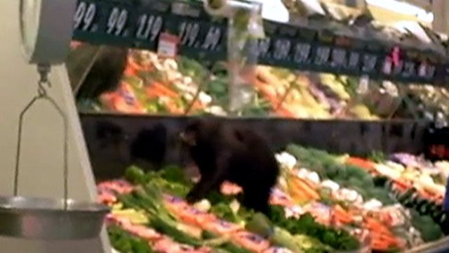 Bear Cub Lost in a Supermarket