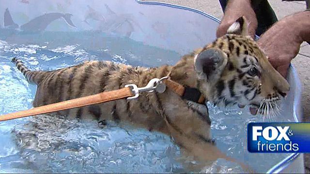Make a splash: Swim with tigers