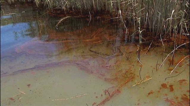 Lasting Damage from BP Oil Spill