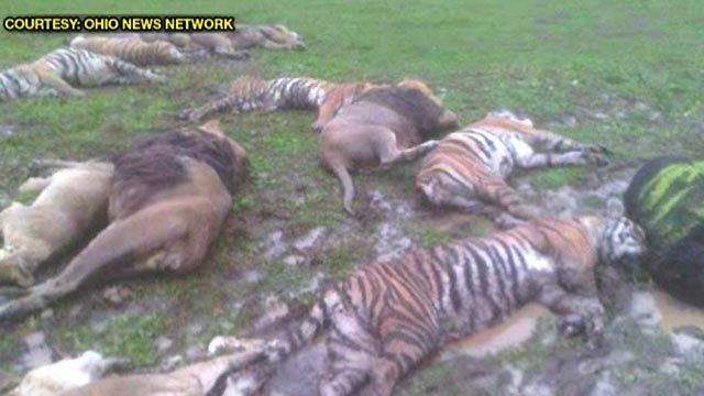 Hunt Ends for Escaped Wild Animals