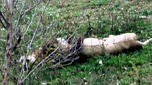 Who's to Blame for Wild Animal Escape in Ohio?