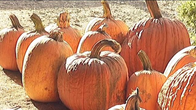 Summer drought leads to pumpkin shortage 
