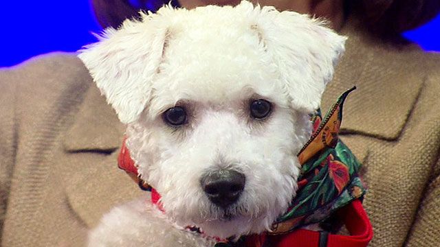 Small Paws Rescue Dedicated to Finding Homes for Bichons