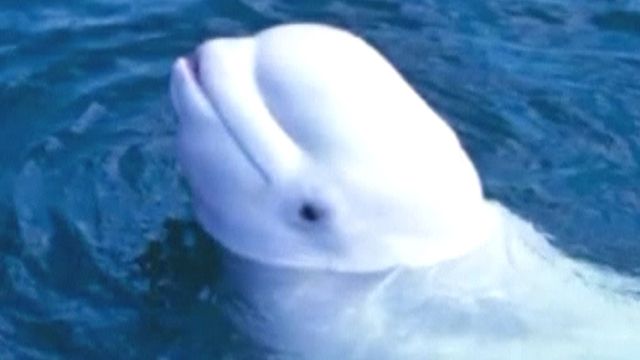 Listen to this! Whale mimics human's voice?