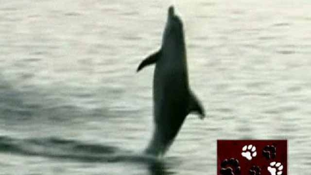 Cool Critters: Wild Dolphins