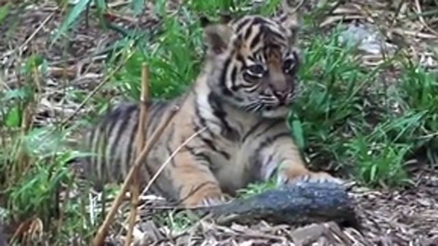 Rare Tiger Cubs Make Sydney Zoo Debut