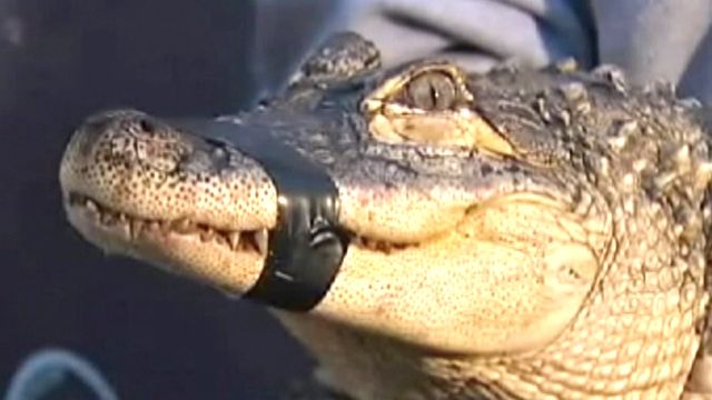 Alligator Captured in Oregon Pond