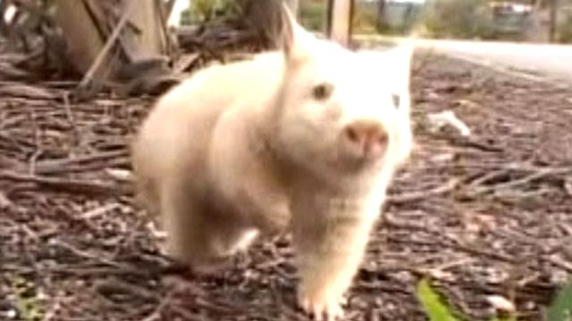 Rare White Wombat Rescued in Australia
