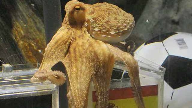 RIP: Paul the Psychic Octopus 