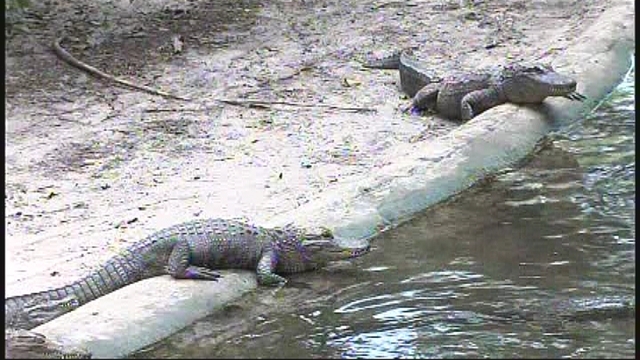 Gators Show Up in Unlikely Places