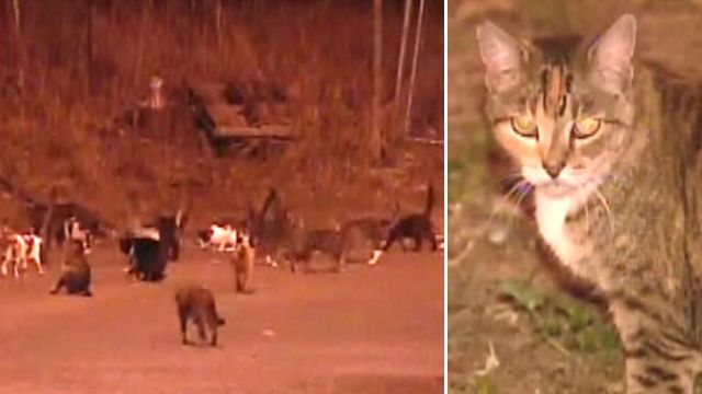 Hundreds of feral felines take over park
